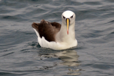 Atlantic yellow-nosed albatross.