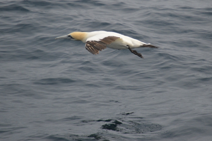 Cape gannet.