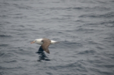Black-browed albatross.