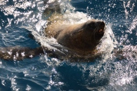 Cape fur seals provided the entertainment.