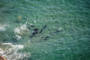 Cape Fur Seals Mobbing Great White Shark