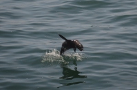 Cape fur seals provided the entertainment.