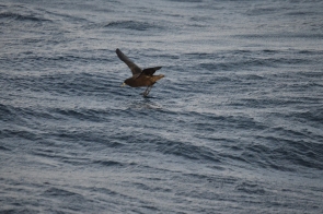 White-chinned petrel.