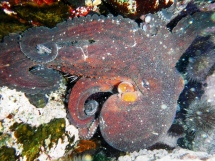 Common Octopus