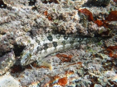 Speckled Klipfish