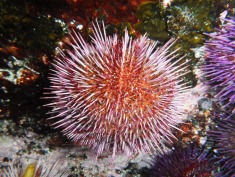 Cape Urchin