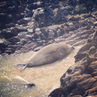 Solo - Vagrant Southern Elephant Seal Bull